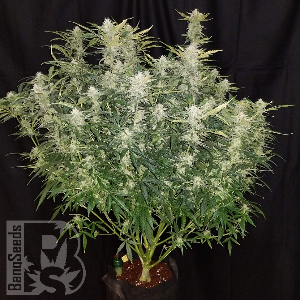 Easy Ryder feminised Ganja Seeds Easy Ryder feminised Ganja Seeds