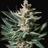 Семена марихуаны Tropicana Cookies feminised Ganja Seeds Семена марихуаны Tropicana Cookies feminised Ganja Seeds