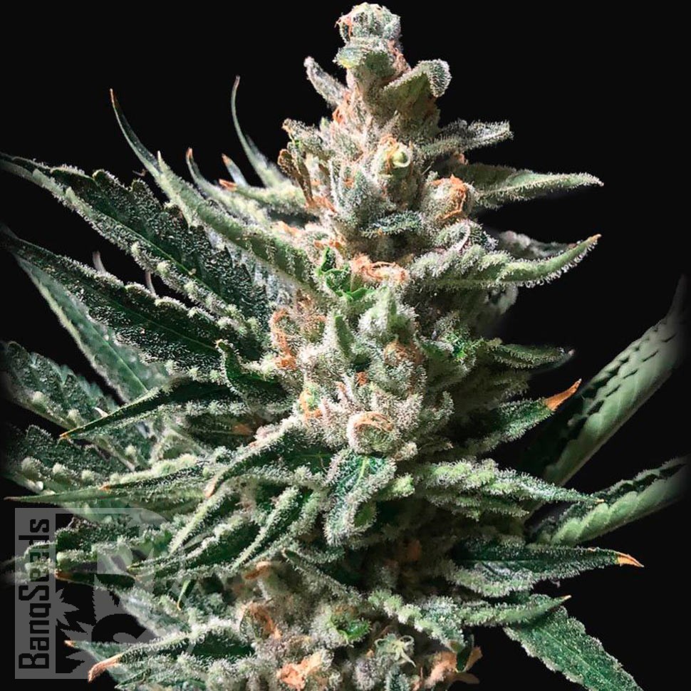 Семена марихуаны Tropicana Cookies feminised Ganja Seeds