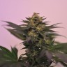 заказать семена конопли Алматы Master Kush reg заказать семена конопли Алматы Master Kush reg