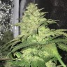 купить семена конопли курьером Master Kush reg купить семена конопли курьером Master Kush reg
