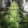семена конопли для посадки купить Master Kush reg семена конопли для посадки купить Master Kush reg