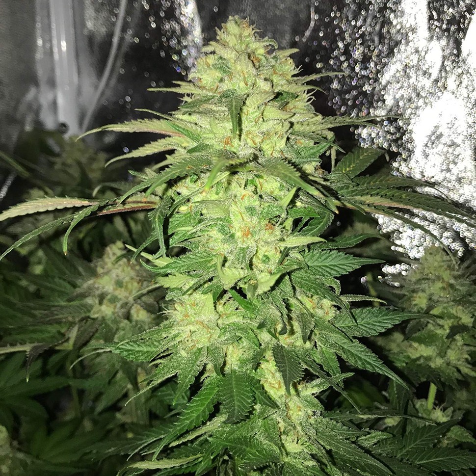 Семена марихуаны Master Kush regular Ganja Seeds
