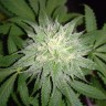 заказать семена конопли Master Kush reg заказать семена конопли Master Kush reg