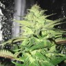 купить семена конопли сорта сатива Master Kush reg купить семена конопли сорта сатива Master Kush reg