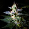 купить семена конопли недорого Auto Jack feminised купить семена конопли недорого Auto Jack feminised