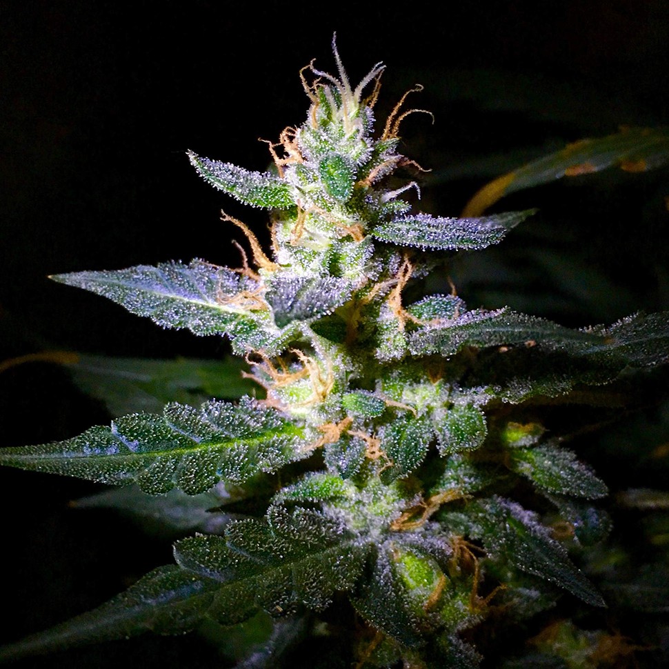 купить семена конопли недорого Auto Jack feminised купить семена конопли недорого Auto Jack feminised
