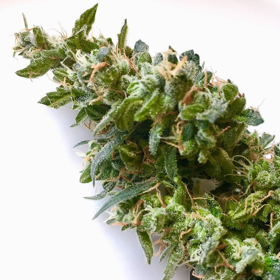 купить семена конопли феминизированные Auto Jack feminised купить семена конопли феминизированные Auto Jack feminised