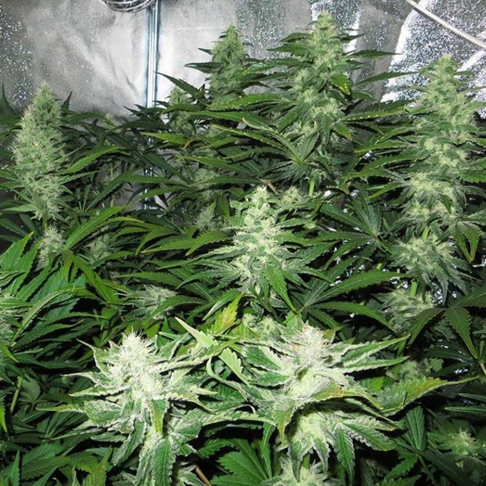 купить семена конопли f1 в оригинальной упаковке White Skunk reg купить семена конопли f1 в оригинальной упаковке White Skunk reg
