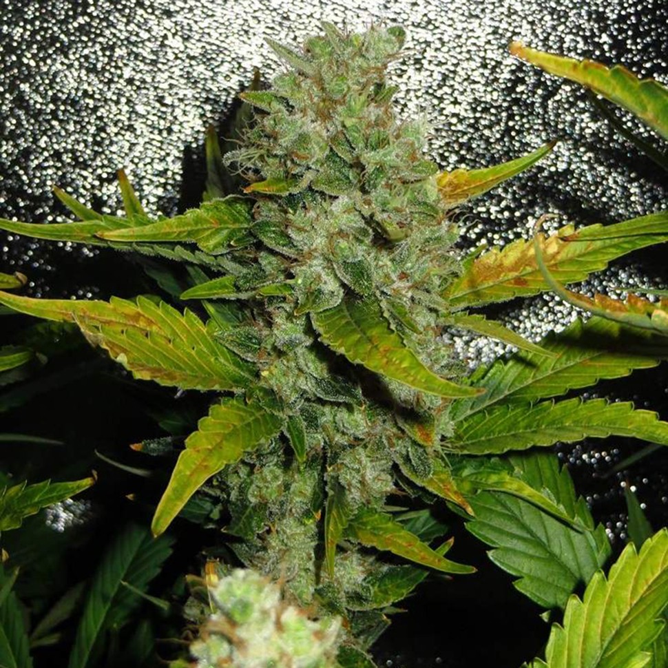 купить семена конопли в фирменной упаковке White Skunk reg купить семена конопли в фирменной упаковке White Skunk reg