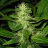 заказать семена индийской конопли White Skunk reg заказать семена индийской конопли White Skunk reg
