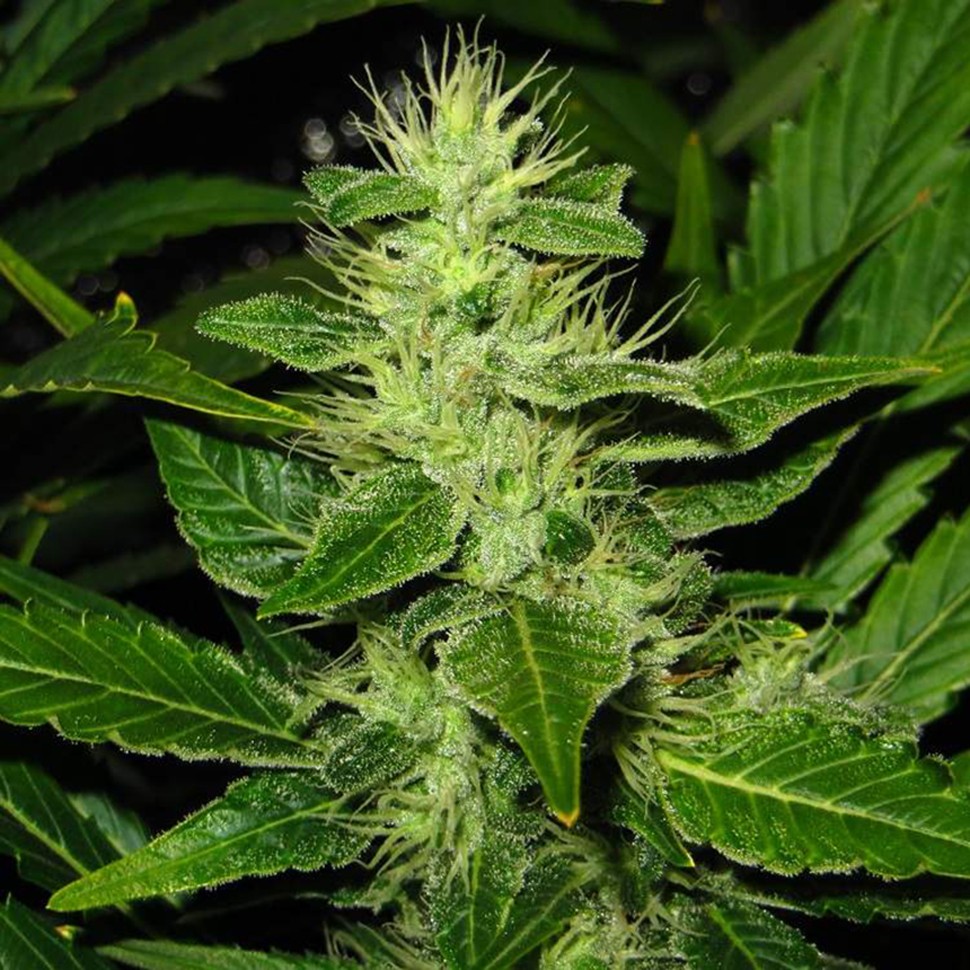 Семена White Skunk regular Ganja Seeds