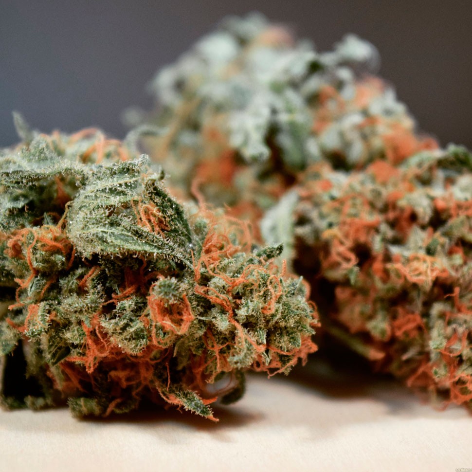 купить семена конопли Auto Skaar feminised в Украине купить семена конопли Auto Skaar feminised в Украине