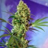 купить семена конопли Auto Skaar feminised недорого купить семена конопли Auto Skaar feminised недорого