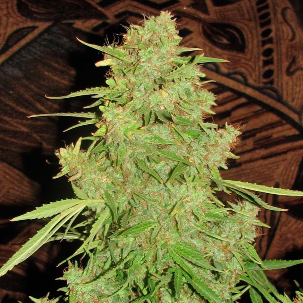 Семена ганжа Auto Skaar feminised GanjaVIP Seeds