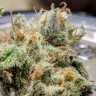 где заказать семена конопли Auto Skaar feminised где заказать семена конопли Auto Skaar feminised