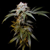 Charyn feminised Bang Seeds