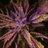 Семена  Charyn feminised Bang Seeds