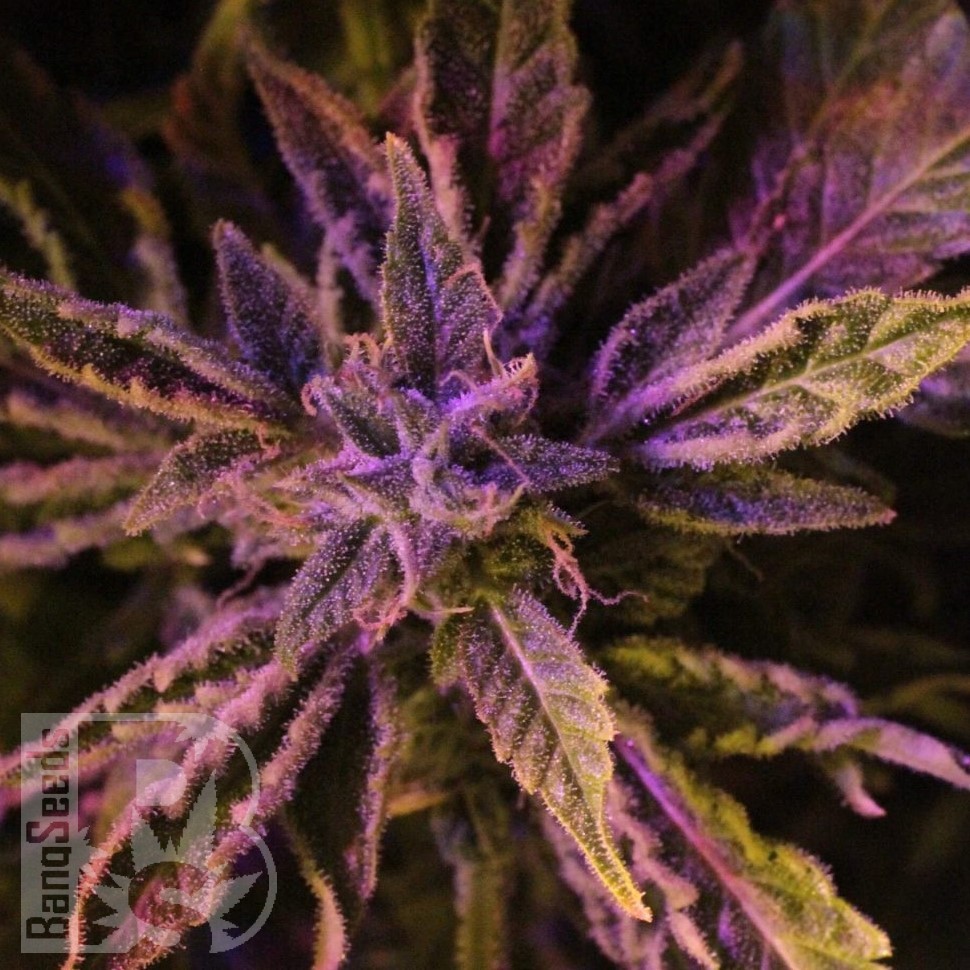 Семена  Charyn feminised Bang Seeds