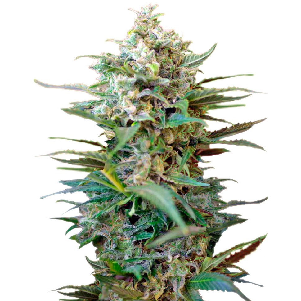 Семена ганжа Auto Big Devil XL feminised Ganja Seeds