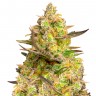 Семена марихуаны Auto Big Devil XL feminised Ganja Seeds Семена марихуаны Auto Big Devil XL feminised Ganja Seeds