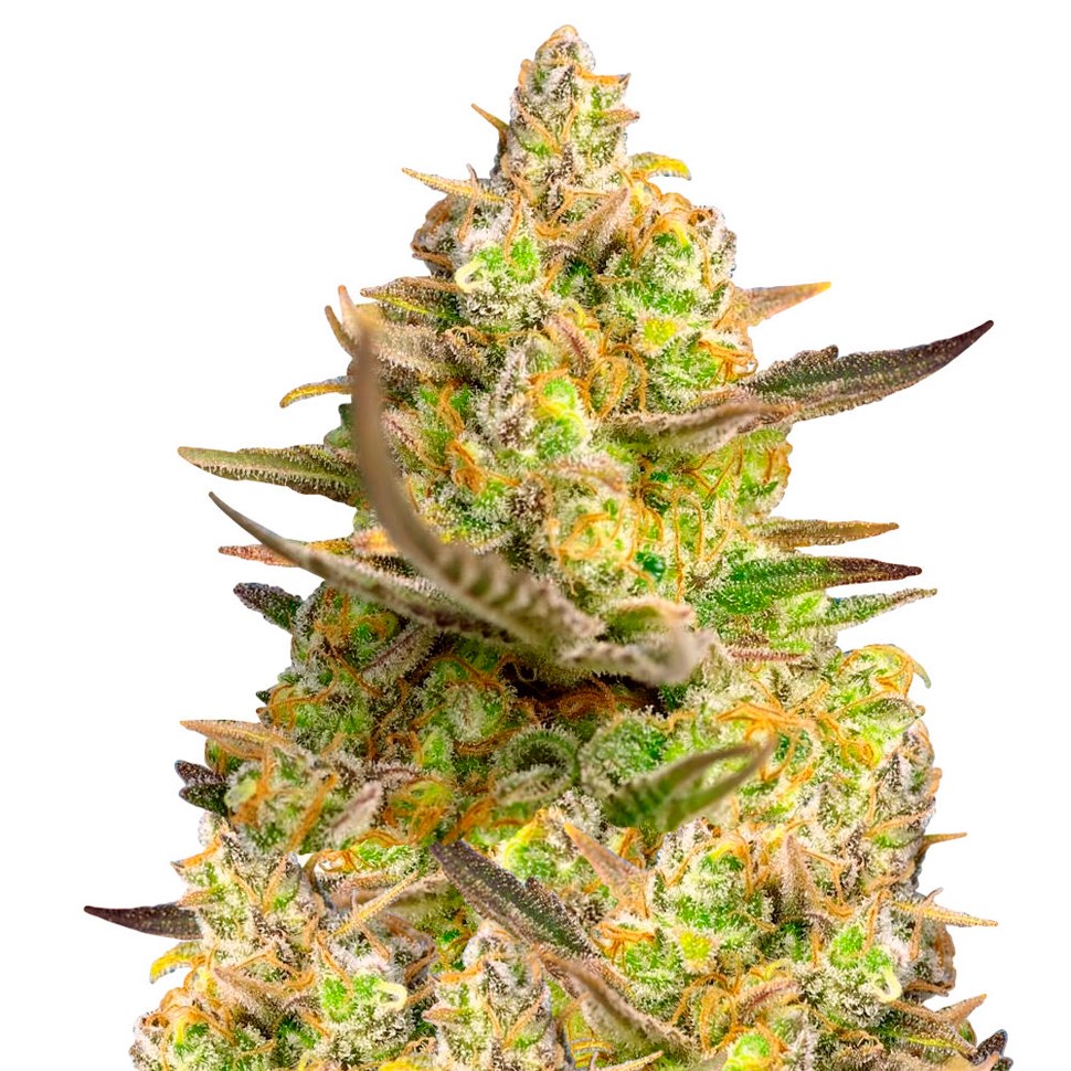 Семена марихуаны Auto Big Devil XL feminised Ganja Seeds Семена марихуаны Auto Big Devil XL feminised Ganja Seeds