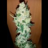 Семена каннабиса Auto Big Devil XL feminised Ganja Seeds Семена каннабиса Auto Big Devil XL feminised Ganja Seeds