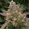 Семена марихуаны недорого Auto Big Devil XL feminised Ganja Seeds Семена марихуаны недорого Auto Big Devil XL feminised Ganja Seeds