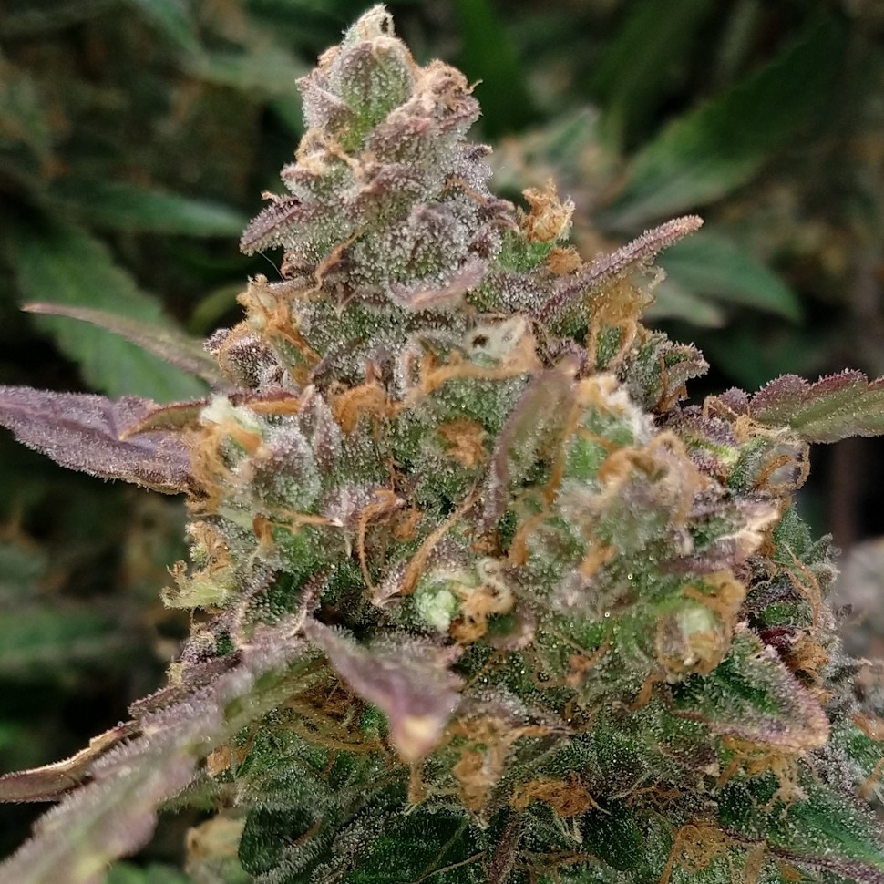 Семена марихуаны недорого Auto Big Devil XL feminised Ganja Seeds Семена марихуаны недорого Auto Big Devil XL feminised Ganja Seeds