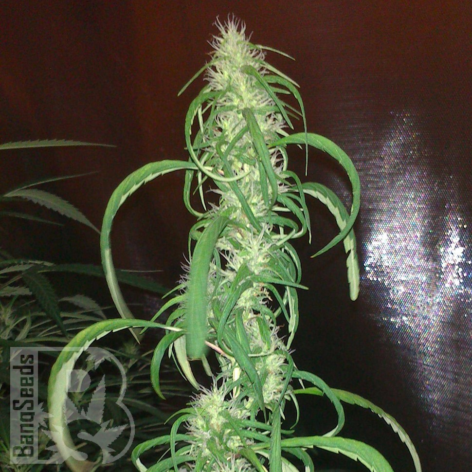 заказ семян конопли Auto Dr. Grinspoon feminised заказ семян конопли Auto Dr. Grinspoon feminised