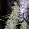Auto Dr. Grinspoon feminised Ganja Seeds