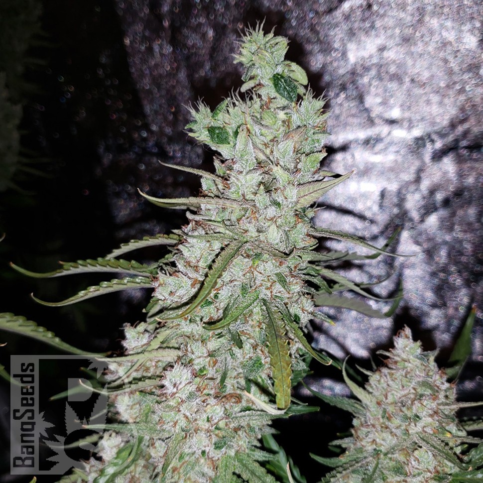 Семена Auto Dr. Grinspoon feminised Ganja Seeds