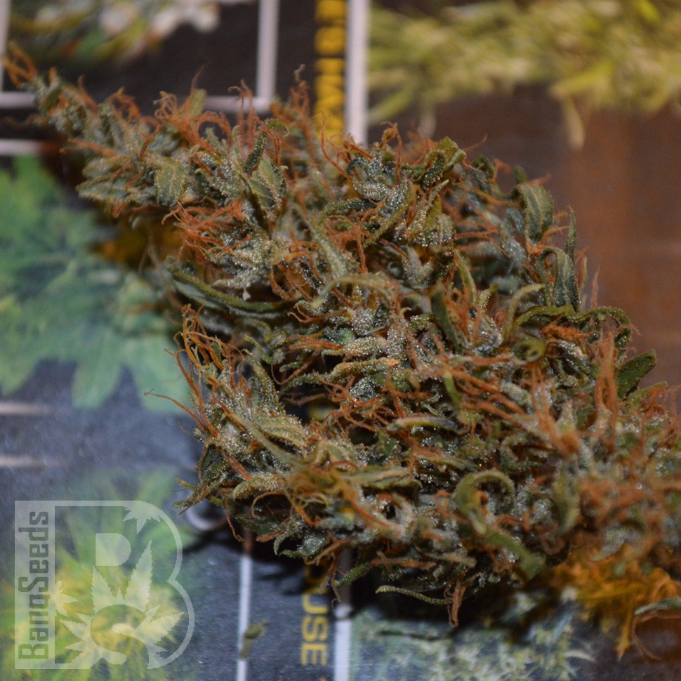 заказать семена конопли Auto Dr. Grinspoon feminised заказать семена конопли Auto Dr. Grinspoon feminised