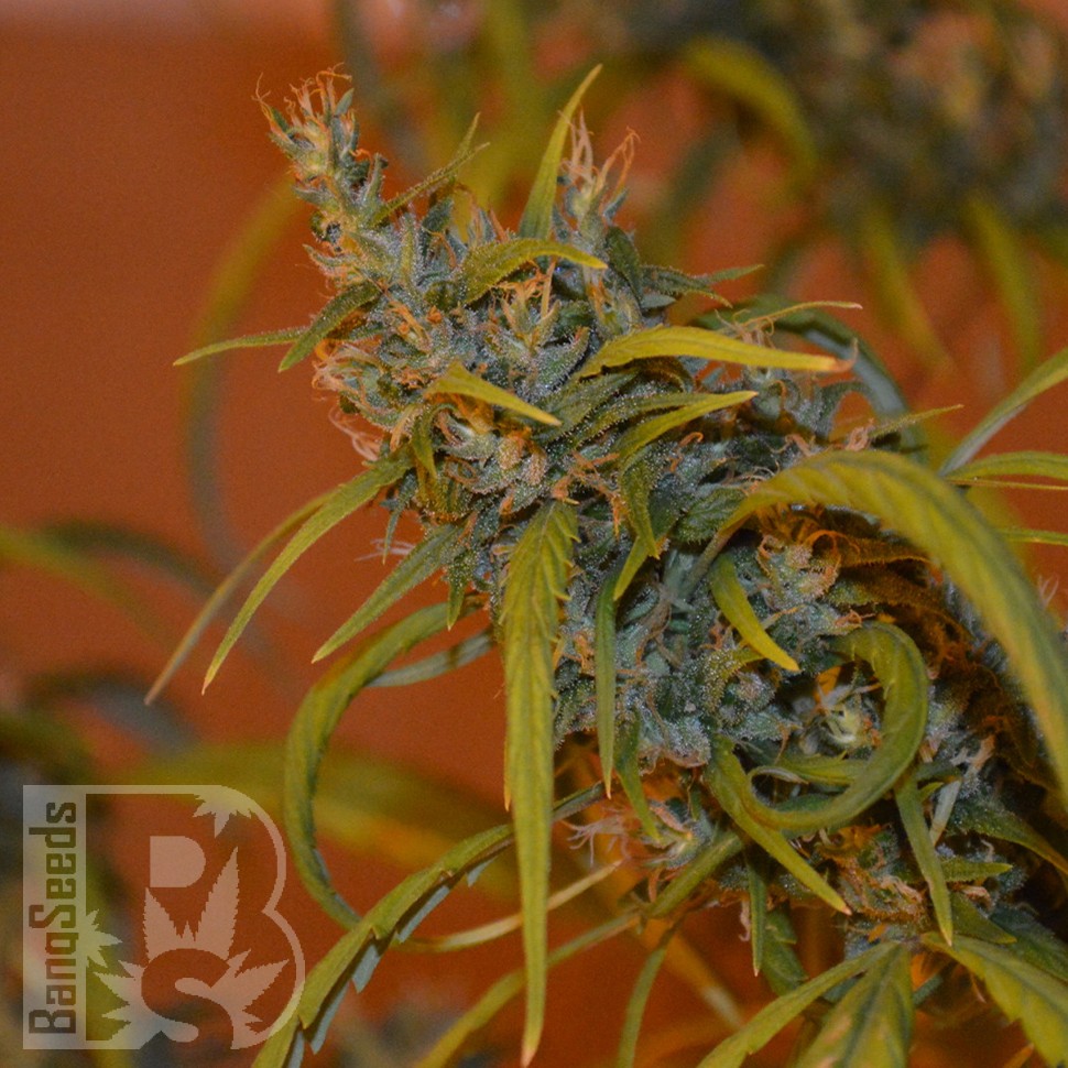 где заказать семена конопли Auto Dr. Grinspoon feminised где заказать семена конопли Auto Dr. Grinspoon feminised