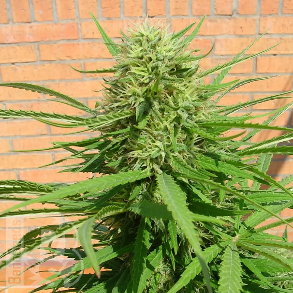 купить семена конопли Auto Dr. Grinspoon feminised купить семена конопли Auto Dr. Grinspoon feminised