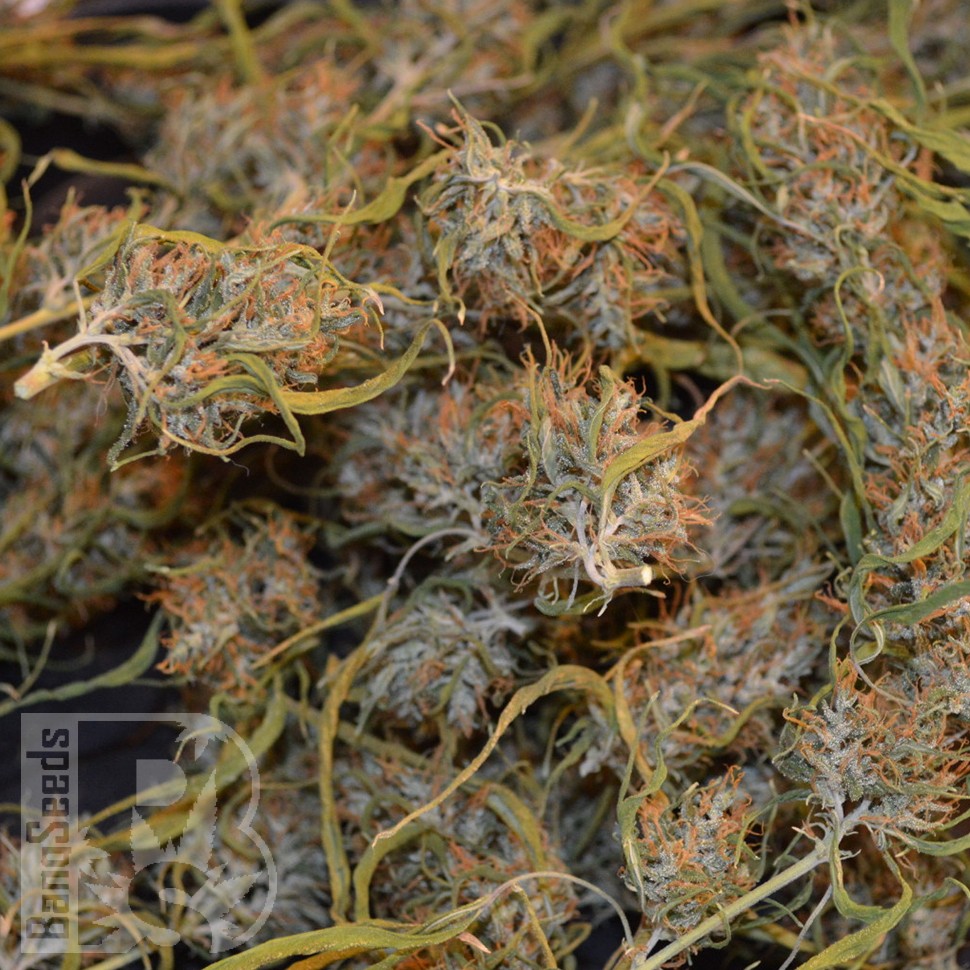 заказать семена конопли курьером Auto Dr. Grinspoon feminised заказать семена конопли курьером Auto Dr. Grinspoon feminised