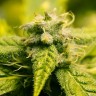 Era feminised Ganja Seeds Era feminised Ganja Seeds