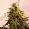 Семена ганжа Pineapple Chunk feminised Ganja Seeds Семена ганжа Pineapple Chunk feminised Ganja Seeds