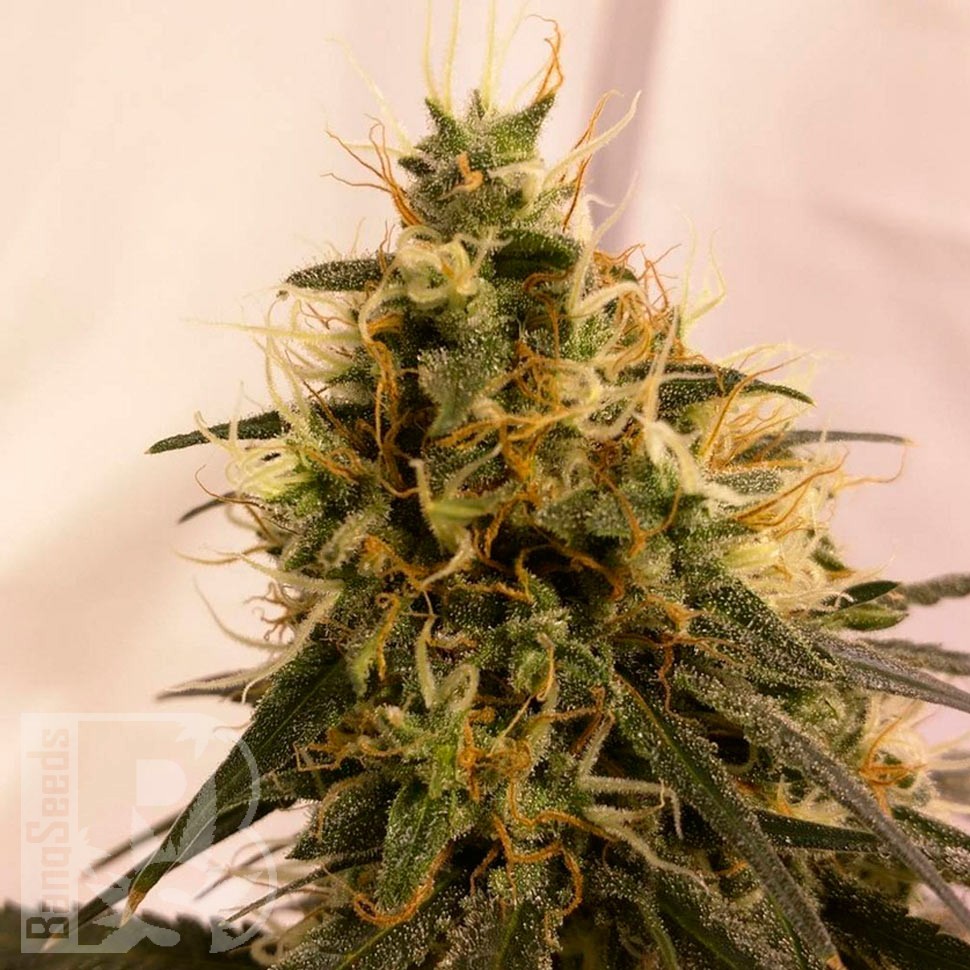 Семена ганжа Pineapple Chunk feminised Ganja Seeds