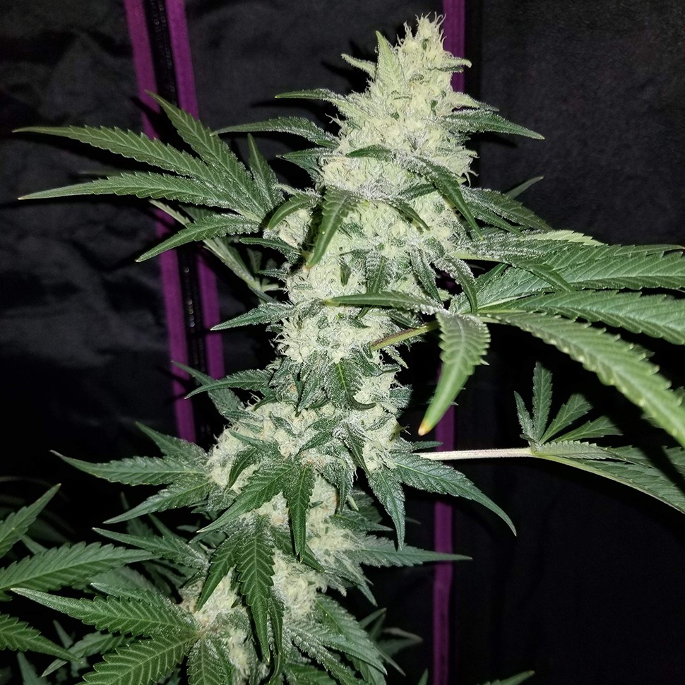 заказать семена конопли наложенным платежом Hash Plant reg заказать семена конопли наложенным платежом Hash Plant reg