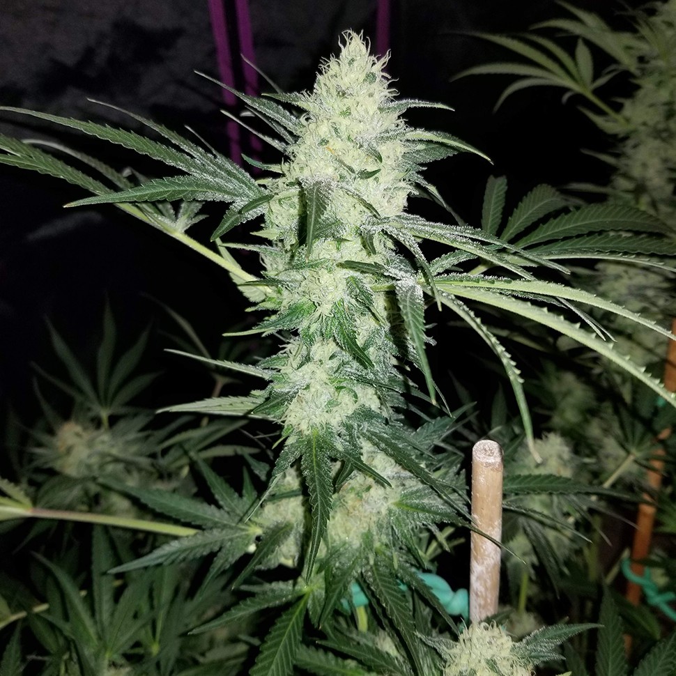 заказать семена конопли почтой Hash Plant reg заказать семена конопли почтой Hash Plant reg