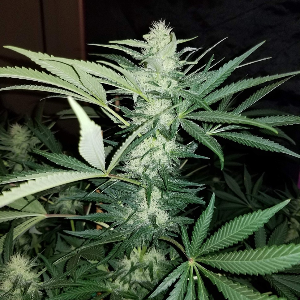 купить семена конопли в оригинальных упаковках Hash Plant reg купить семена конопли в оригинальных упаковках Hash Plant reg