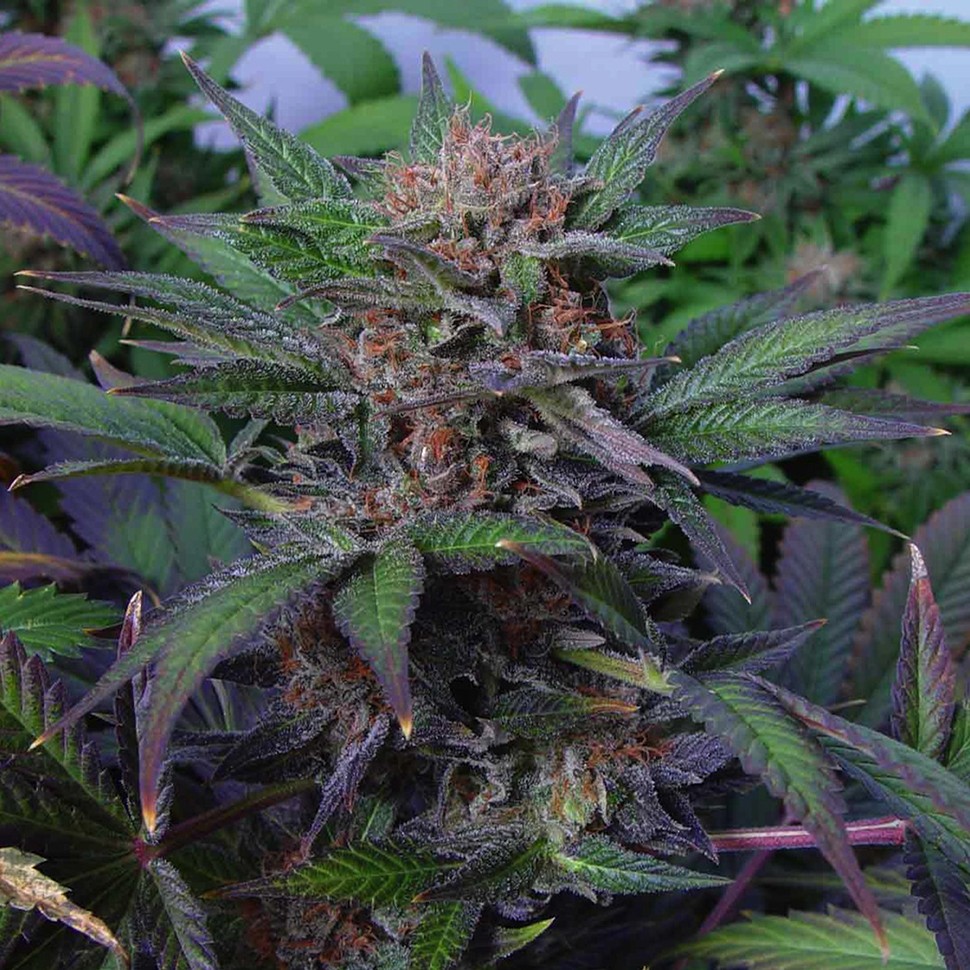 Семена ганжа Auto Somango x Blueberry feminised Ganja Seeds