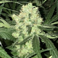 Auto Super Skunk feminised Neuro Seeds