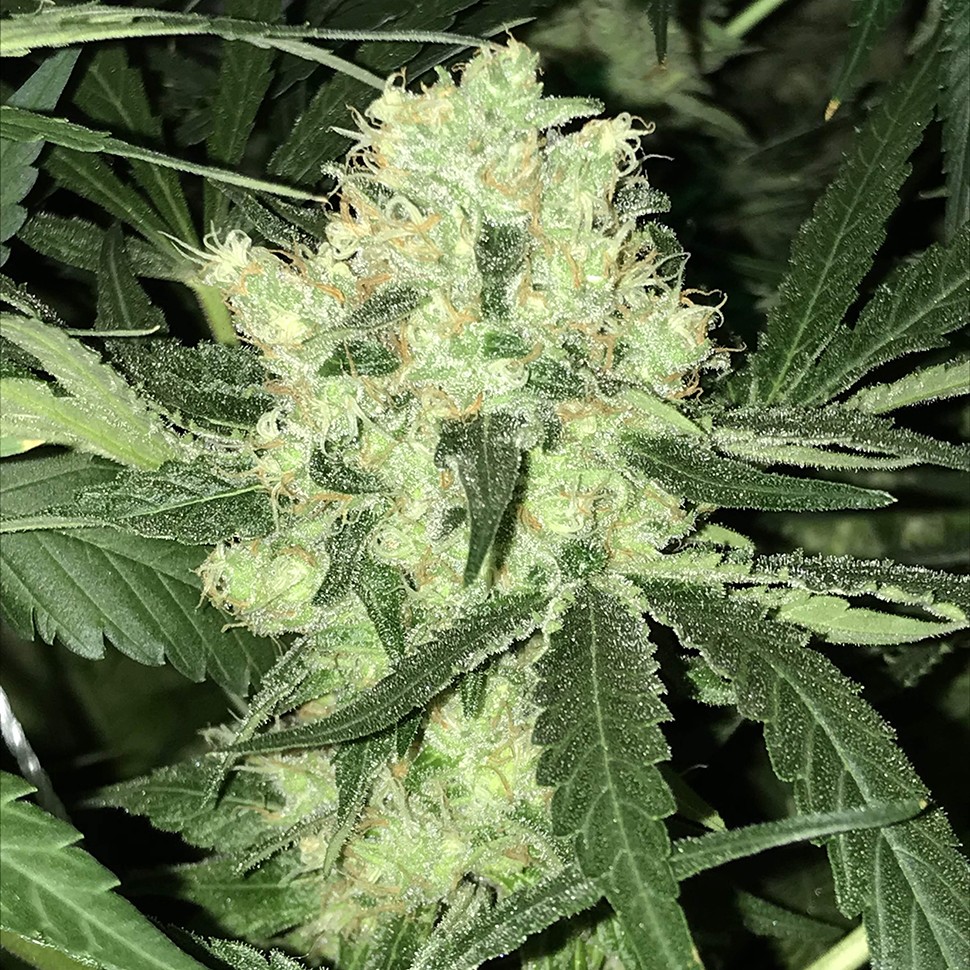 Семена марихуаны  Auto Super Skunk feminised Neuro Seeds