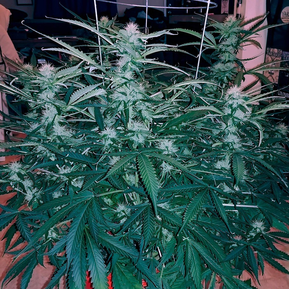 семена конопли доставка курьером Chuck Chuck feminised семена конопли доставка курьером Chuck Chuck feminised