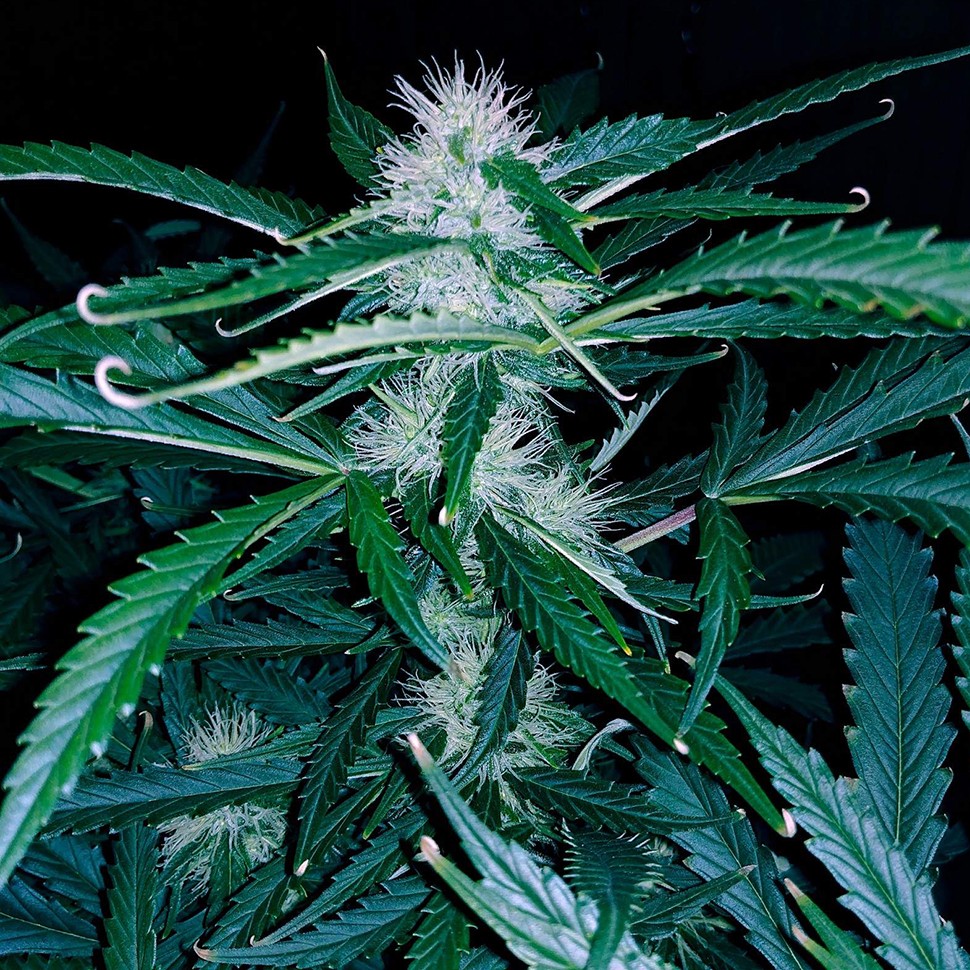 элитные семена конопли Chuck Chuck feminised элитные семена конопли Chuck Chuck feminised