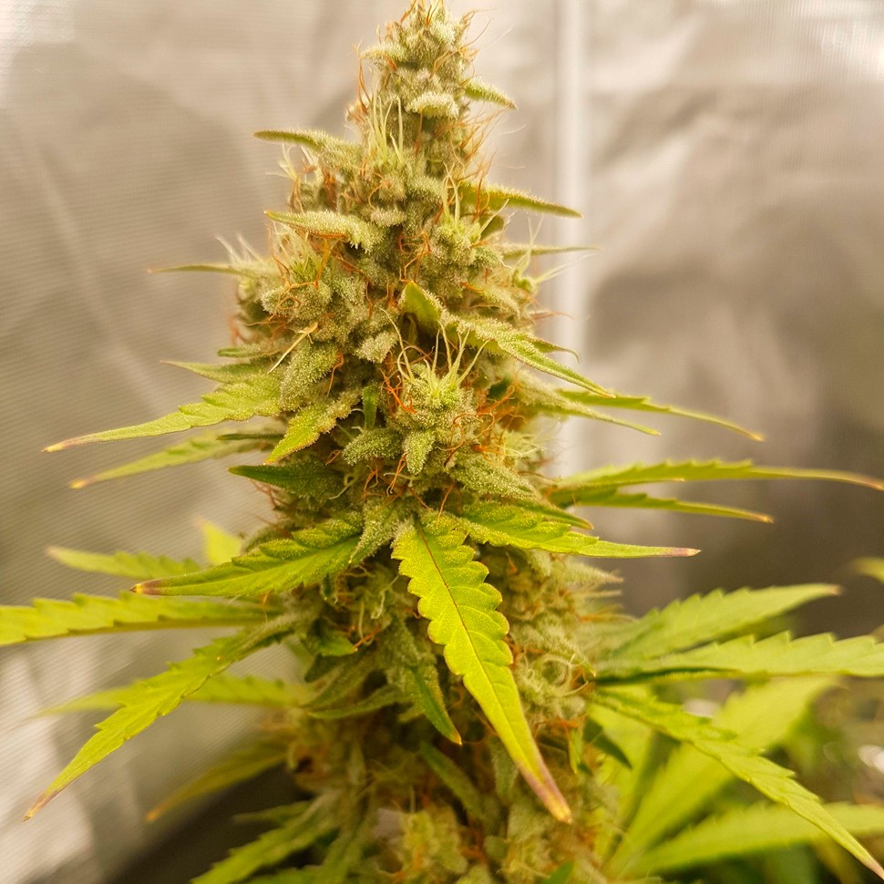 Семена каннабиса Auto Critical Hog feminised Ganja Seeds