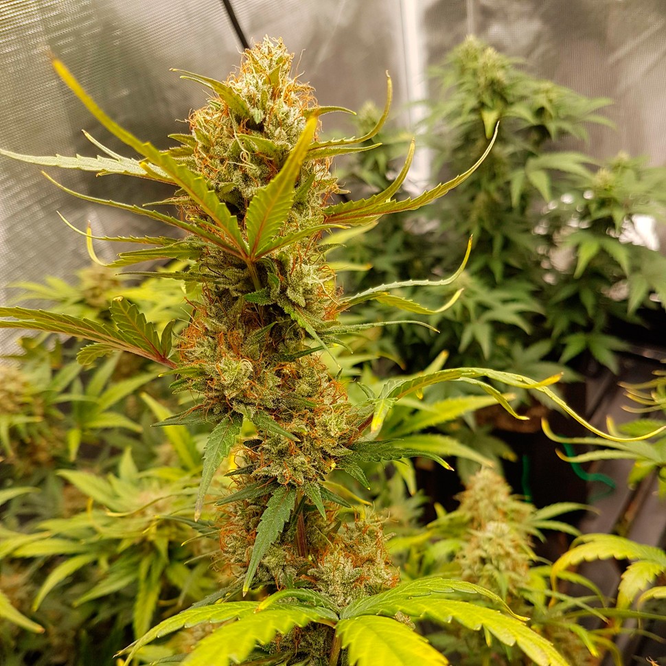 Качественные семена конопли Auto Critical Hog feminised Ganja Seeds Качественные семена конопли Auto Critical Hog feminised Ganja Seeds