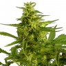 Недорогие семена конопли Auto Critical Hog feminised Ganja Seeds Недорогие семена конопли Auto Critical Hog feminised Ganja Seeds